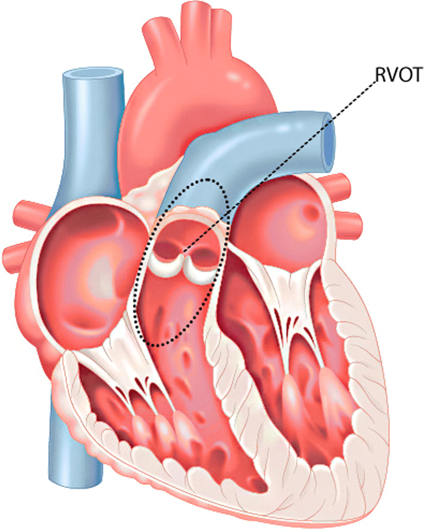 Custom Anatomical Heart Locket