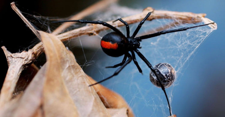 Custom Redback Spider Pendant and Ring